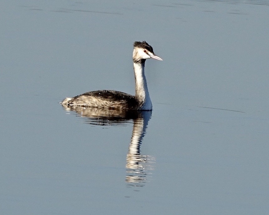 great crested grebe